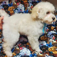 Brunno, a male Poodle - Toy  for sale in Fremont, OH – Photo 7 of 10
