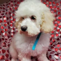 Brunno, a male Poodle - Toy  for sale in Fremont, OH – Photo 4 of 10