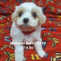 Bambi, a female Maltipoo for sale in Fremont, OH – 6 of 7
