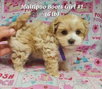 Boots, a female Maltese and Poodle - Toy  for sale in Fremont, OH – 4 of 9