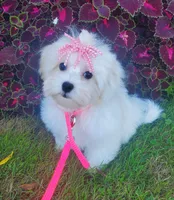 Bambi, a female Maltipoo for sale in Fremont, OH – 7 of 10