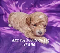 Socks, a female Poodle - Toy  for sale in Fremont, OH – 7 of 10