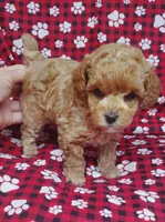 Rusty, a male Poodle - Toy  for sale in Fremont, OH – Photo 7 of 8