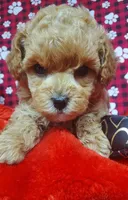 Rusty, a male Poodle - Toy  for sale in Fremont, OH – Photo 2 of 8