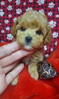 Rusty, a male Poodle - Toy  for sale in Fremont, OH – Photo 1 of 8