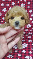 Rusty, a male Poodle - Toy  for sale in Fremont, OH – Photo 8 of 8