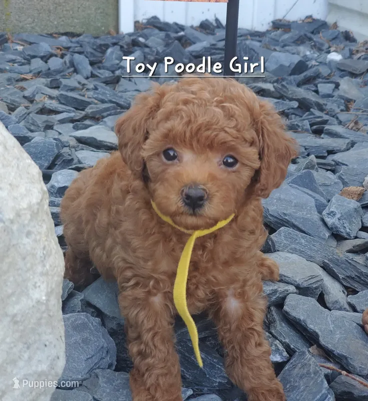 Dandy – Poodle - Toy  puppy for sale in Fremont, OH