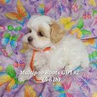 Bella, a female Maltese and Poodle - Toy  for sale in Fremont, OH – 10 of 10