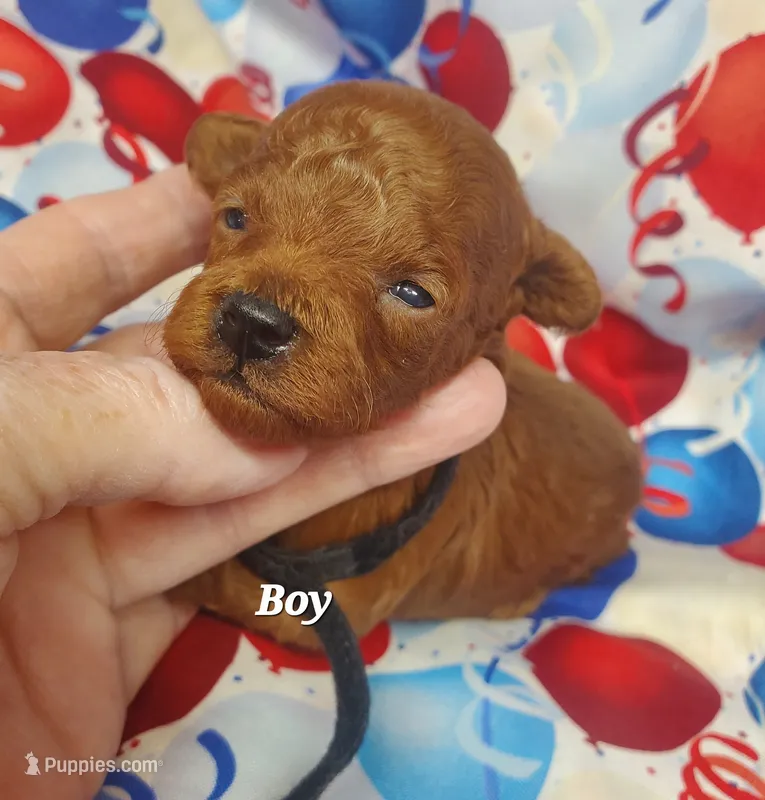 Billy – Poodle - Toy  puppy for sale in Fremont, OH