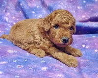 Autumn, a female Poodle - Toy  for sale in Fremont, OH – Photo 3 of 7