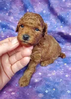 Autumn, a female Poodle - Toy  for sale in Fremont, OH – Photo 1 of 7