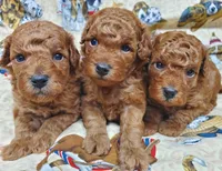 Autumn, a female Poodle - Toy  for sale in Fremont, OH – Photo 4 of 7