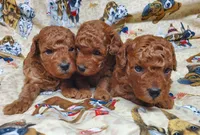 Autumn, a female Poodle - Toy  for sale in Fremont, OH – Photo 7 of 7