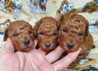 Autumn, a female Poodle - Toy  for sale in Fremont, OH – Photo 5 of 7