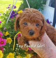 Dandy, a female Poodle - Toy  for sale in Fremont, OH – 4 of 10