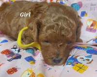 Dandy, a female Poodle - Toy  for sale in Fremont, OH – 3 of 7