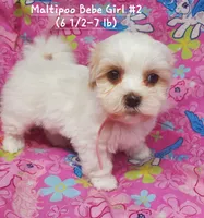 Bebe, a female Maltipoo for sale in Fremont, OH – 5 of 5