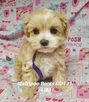 Boots, a female Maltese and Poodle - Toy  for sale in Fremont, OH – 2 of 9