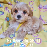 QT Pie, a female Maltipoo for sale in Fremont, OH – 4 of 7