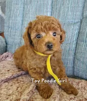 Dandy, a female Poodle - Toy  for sale in Fremont, OH – 7 of 10