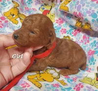 Rosie, a female Poodle - Toy  for sale in Fremont, OH – 4 of 7
