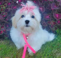 Bambi, a female Maltipoo for sale in Fremont, OH – 4 of 10