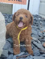 Dandy, a female Poodle - Toy  for sale in Fremont, OH – 2 of 10