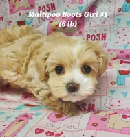 Boots, a female Maltese and Poodle - Toy  for sale in Fremont, OH – 3 of 9