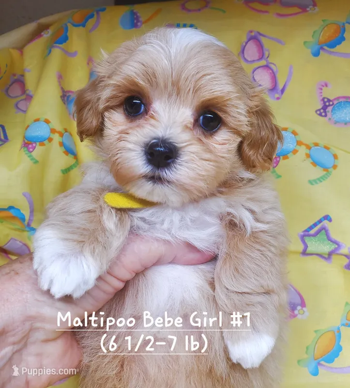 QT Pie – Maltipoo puppy for sale in Fremont, OH