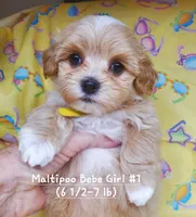 QT Pie, a female Maltipoo for sale in Fremont, OH – 1 of 7