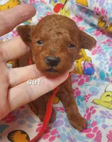 Rosie, a female Poodle - Toy  for sale in Fremont, OH – 2 of 7