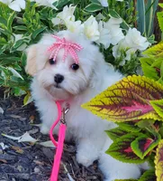 Bambi, a female Maltipoo for sale in Fremont, OH – 2 of 10