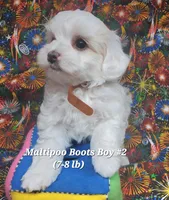 Bichop, a male Maltese and Poodle - Toy  for sale in Fremont, OH – 4 of 6