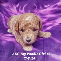 Socks, a female Poodle - Toy  for sale in Fremont, OH – 3 of 10