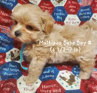 Tommy, a male Maltipoo for sale in Fremont, OH – 6 of 7