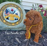 Dandy, a female Poodle - Toy  for sale in Fremont, OH – 6 of 10