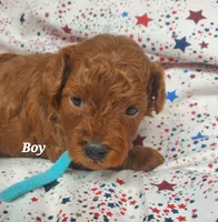 Toby, a male Poodle - Toy  for sale in Fremont, OH – 6 of 6