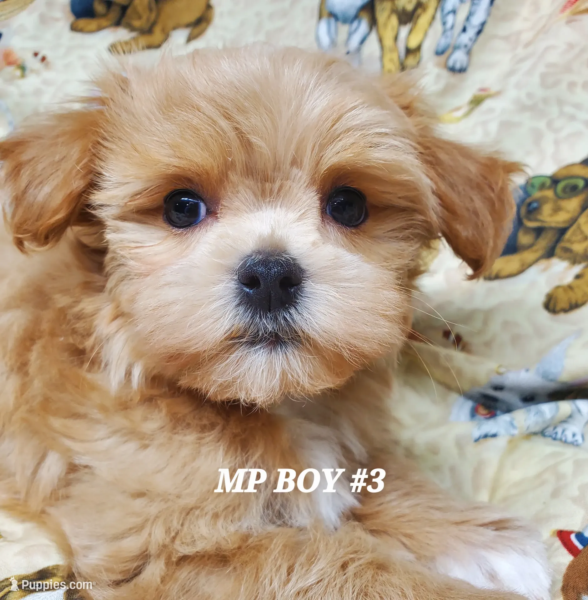 Lucky – Maltipoo Puppy for Sale in Fremont, OH | Puppies.com