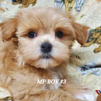 Lucky, a male Maltipoo for sale in Fremont, OH – Photo 1 of 10