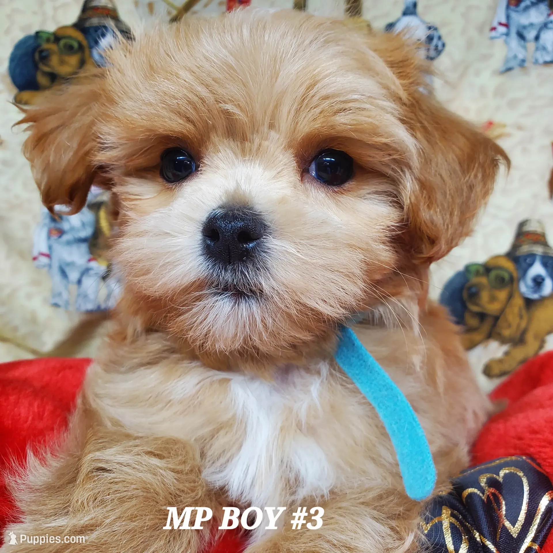 Lucky – Maltipoo Puppy for Sale in Fremont, OH | Puppies.com
