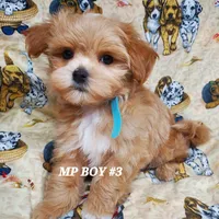 Lucky, a male Maltipoo for sale in Fremont, OH – Photo 5 of 10