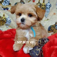 Lucky, a male Maltipoo for sale in Fremont, OH – Photo 7 of 10
