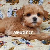 Lucky, a male Maltipoo for sale in Fremont, OH – Photo 4 of 10