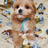 Lucky, a male Maltipoo for sale in Fremont, OH – Photo 2 of 10