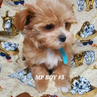 Lucky, a male Maltipoo for sale in Fremont, OH – Photo 8 of 10