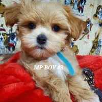 Lucky, a male Maltipoo for sale in Fremont, OH – Photo 9 of 10