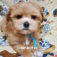 Lucky, a male Maltipoo for sale in Fremont, OH – Photo 10 of 10
