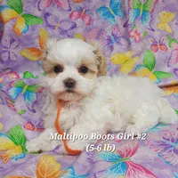 Bella, a female Maltese and Poodle - Toy  for sale in Fremont, OH – 3 of 10
