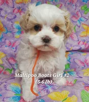 Bella, a female Maltese and Poodle - Toy  for sale in Fremont, OH – 6 of 10