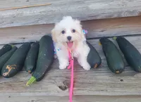 Bambi, a female Maltipoo for sale in Fremont, OH – 8 of 10